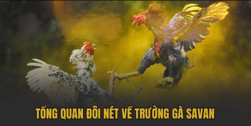KING88 bật mí nguồn gốc của đá gà kiểu savan