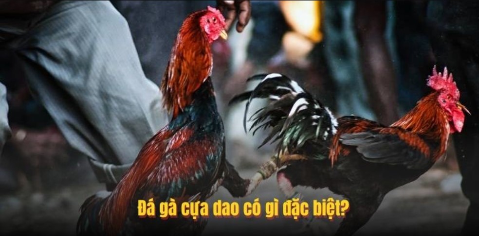 Lưu ý khi cược chiến kê thắng trận cựa dao