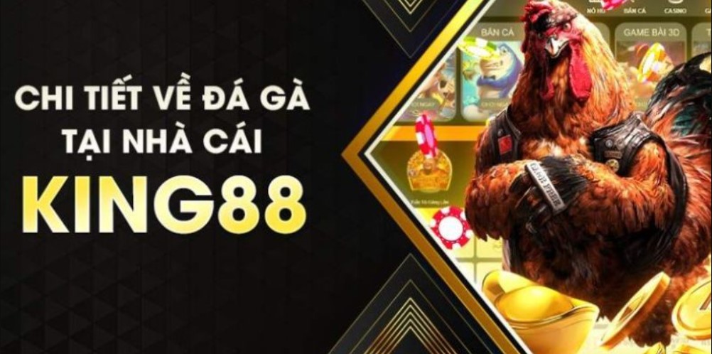 Những loại hình thi đấu gà phổ biến hiện nay