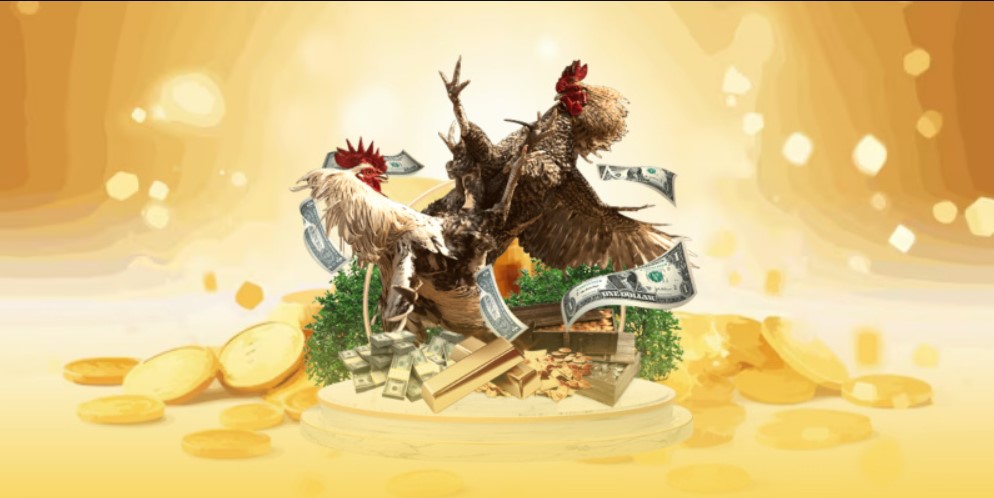 Tổng hợp thông tin quan trọng về đá gà KING88